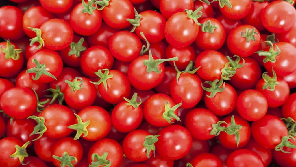 Como plantar tomate-cereja em garrafas pet de forma simples
