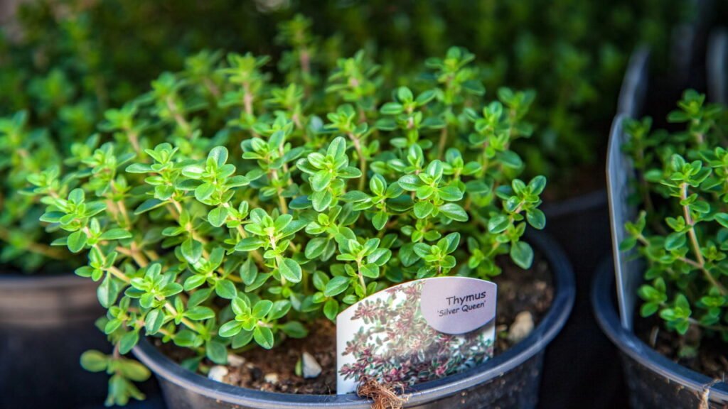 Essa erva simples pode fortalecer sua saúde de forma natural