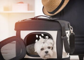 Como viajar com animais de estimação sem estresse e dentro das regras