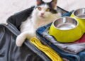 Como viajar com animais de estimação sem estresse e dentro das regras