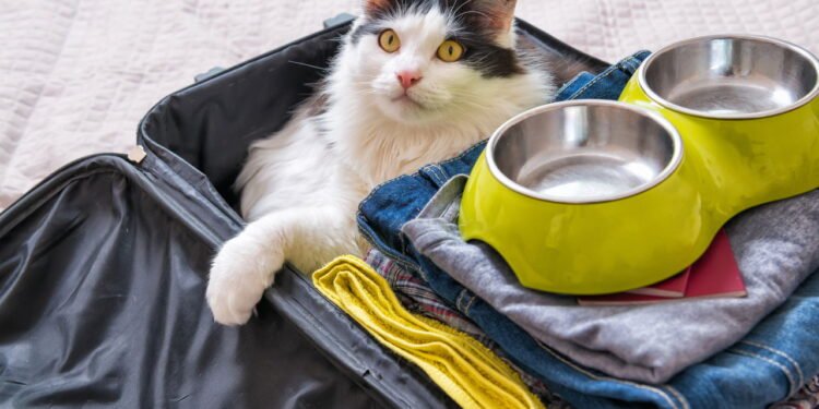 Pet - Créditos: depositphotos.com / Amaviael