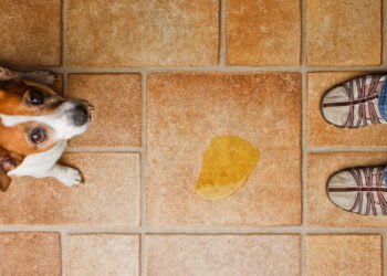 5 dicas infalíveis para acabar com cheiro de urina de cachorro