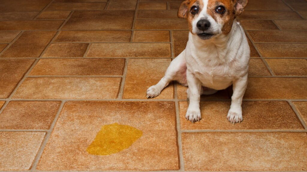 5 dicas infalíveis para acabar com cheiro de urina de cachorro