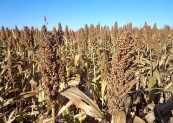 Essa cidade do interior cresce no agro e conquista destaque em Goiás