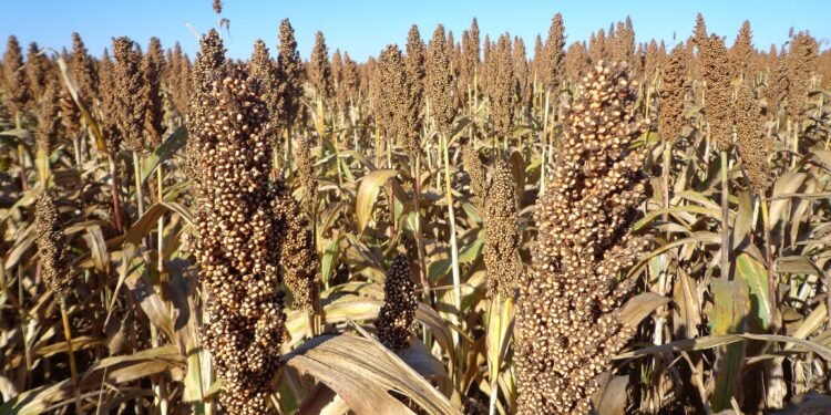 Essa cidade do interior cresce no agro e conquista destaque em Goiás