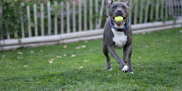 Animal - Créditos: depositphotos.com / JDunbarPhoto