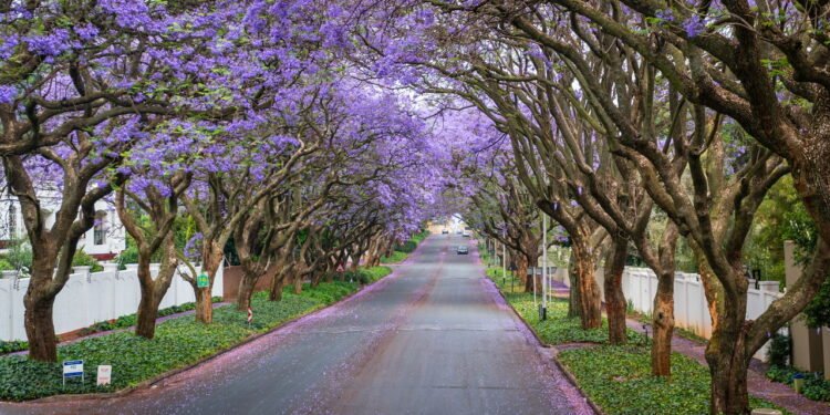 Arborização urbana - Créditos: depositphotos.com / canyalcin