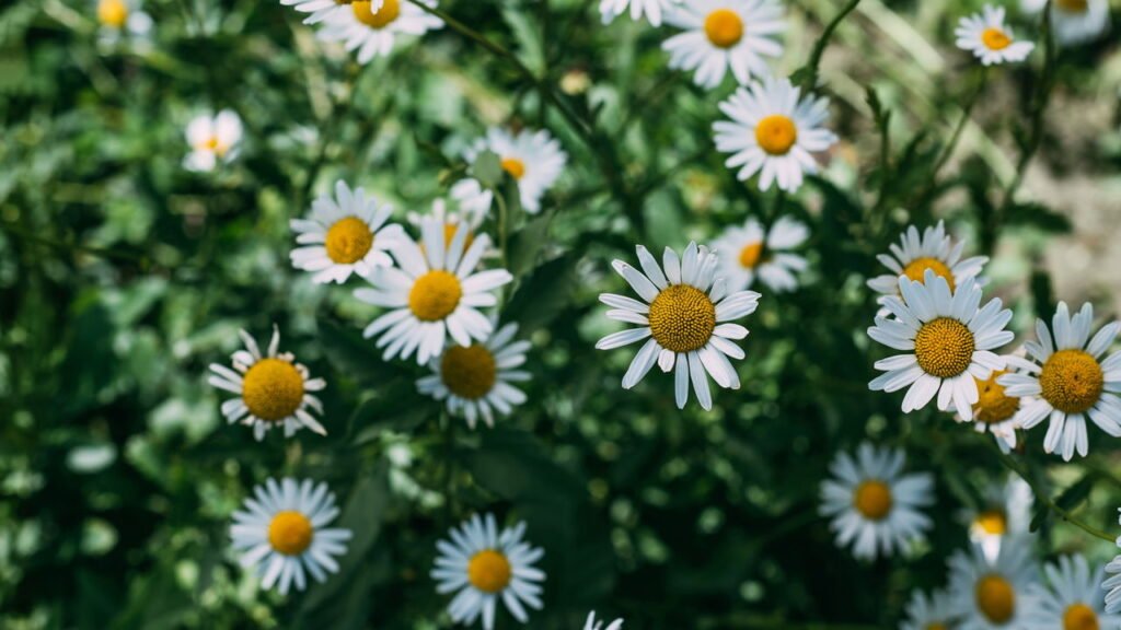 Como esse chá pode mudar completamente o seu relaxamento