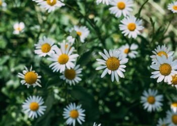 Como esse chá pode mudar completamente o seu relaxamento