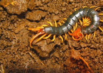 O visitante inesperado que ajuda a combater baratas e formigas