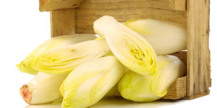 Chicória - Créditos: depositphotos.com / tpzijl