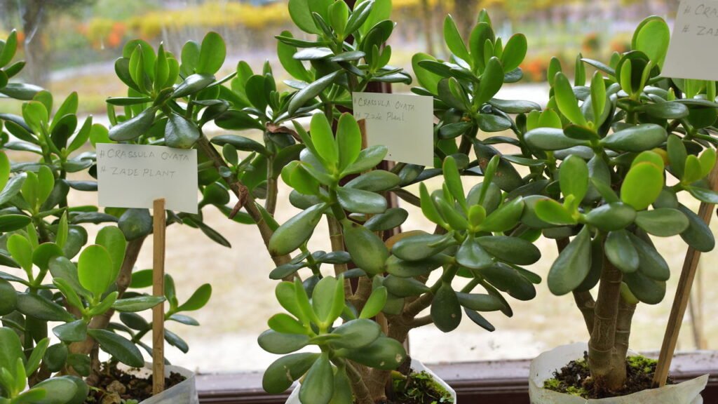 Essa planta virou xodó de quem busca sorte e boas energias