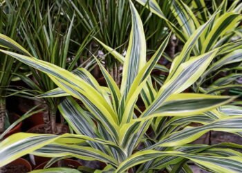 O que significa quando a Dracena floresce dentro de casa