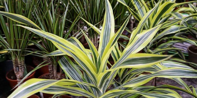 Dracena - Créditos: depositphotos.com / HappyWindow