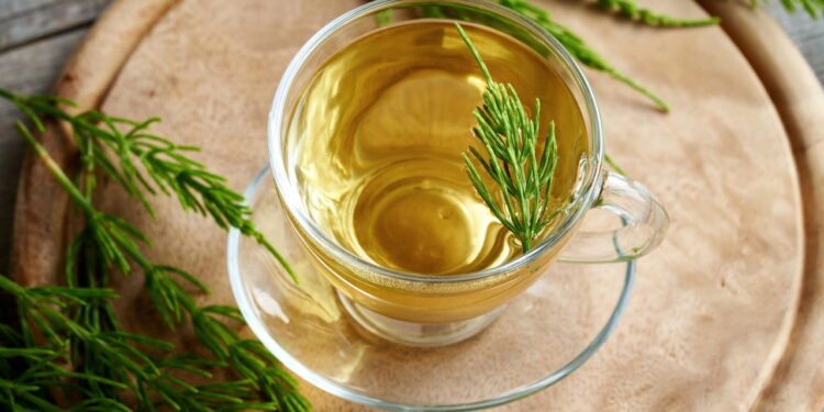 Ervas medicinais que reduzem o inchaço nas pernas com ação diurética e venotônica