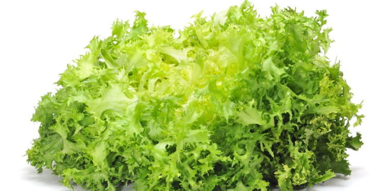 Escarola - Créditos: depositphotos.com / nito103