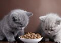 Gatos sonham? O que a ciência diz sobre os sonhos dos felinos