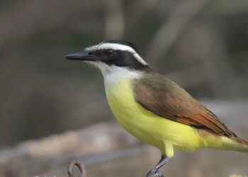 Qual significado de encontrar um Bem-Te-Vi, segundo a espiritualidade?