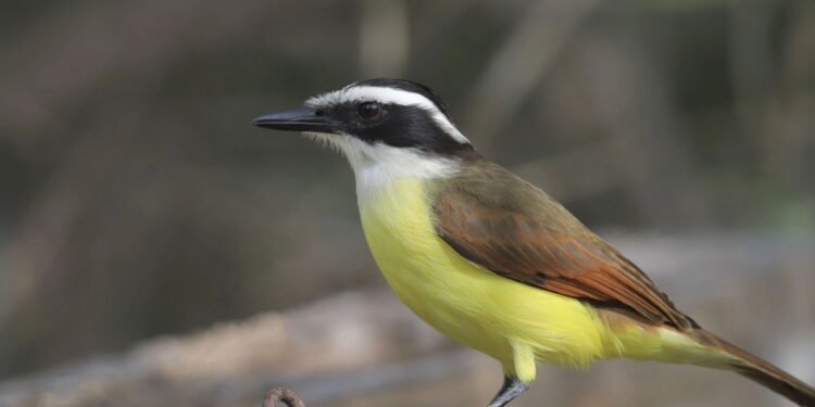 Bem-Te-Vi - Créditos: depositphotos.com / vagabond54