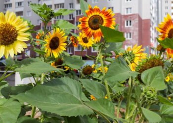 Este chá natural feito com girassol pode ajudar a reduzir o colesterol