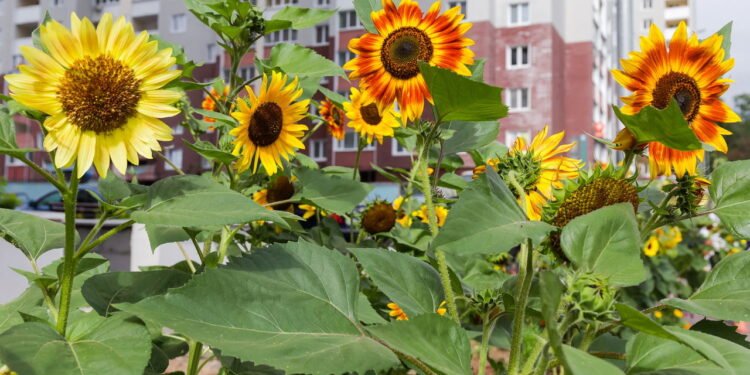 Efeito antioxidante na proteção contra danos celulares - Créditos: depositphotos.com / anmbph
