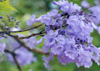 Essa espécie deixa o ambiente mais fresco e ainda é fácil de cuidar