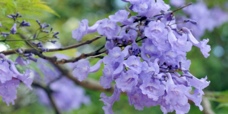 Jacarandá - Créditos: depositphotos.com / cynoclub