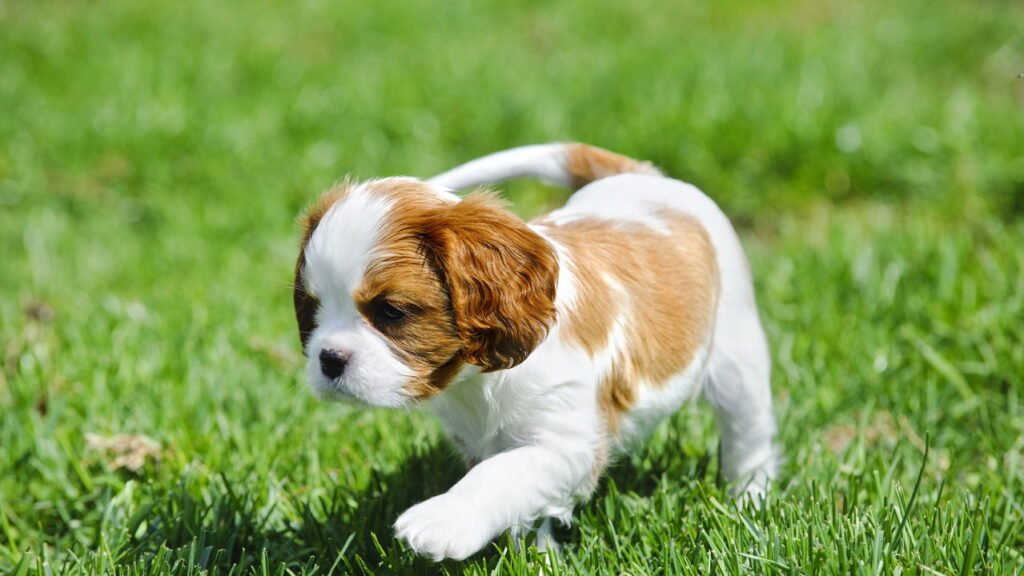 A melhor raça de cachorro para maiores de 65 anos não é o que você imagina