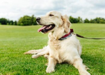 Golden ou Labrador: qual é o melhor cão de família segundo especialistas