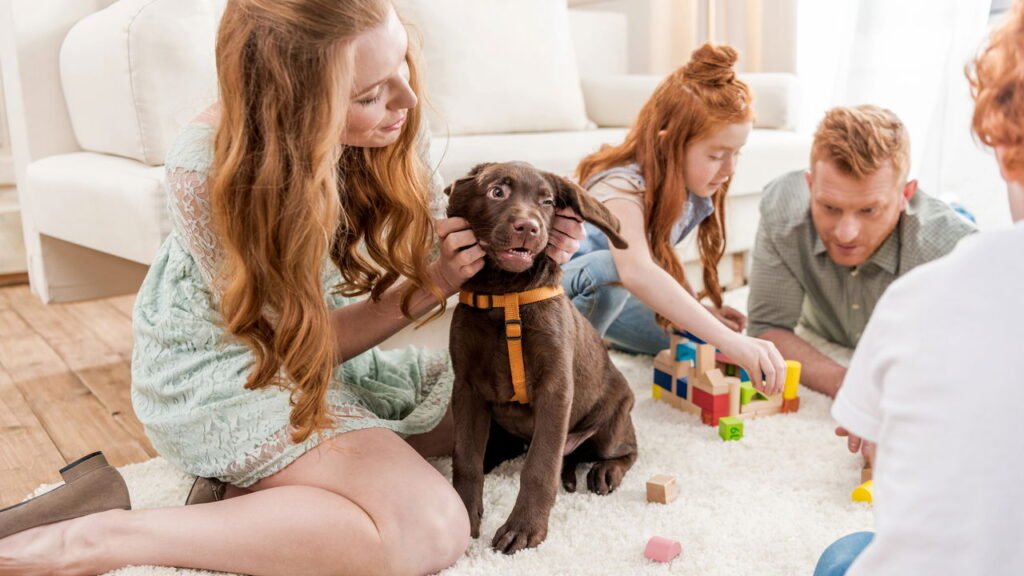 Golden ou Labrador: qual é o melhor cão de família segundo especialistas