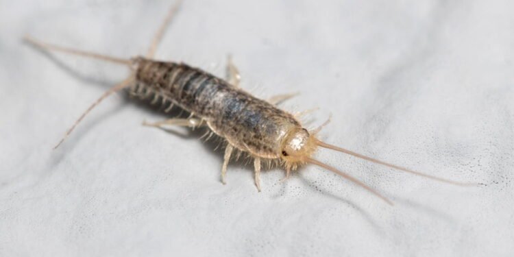 Peixinho de prata - Créditos: depositphotos.com / ikuko1976