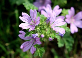 A planta que virou aliada poderosa para quem sofre com inflamações