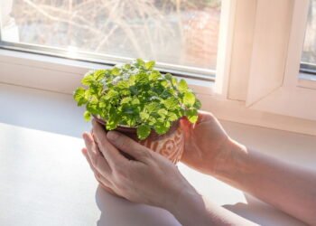 O calmante natural mais completo para corpo e mente segundo a ciência