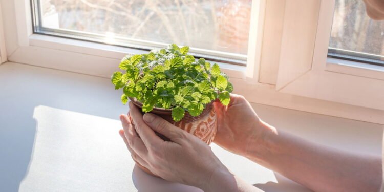 Propriedade antioxidante relevante para proteção celular - Créditos: depositphotos.com / marikamarika75.yandex.ry