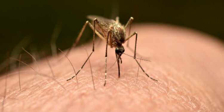 Mosquitos em casa? Conheça o repelente perfeito