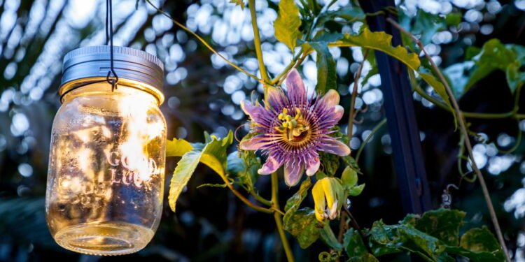 Tem uso tradicional como sedativo leve, ideal para quem sofre com insônia ou dificuldade para dormir - Créditos: depositphotos.com / stephstarr9363@gmail.com