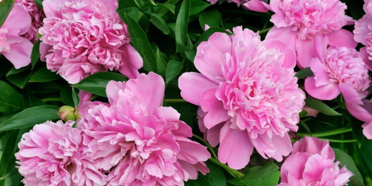 Peônia - Créditos: depositphotos.com / brozova
