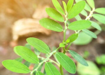 A planta pode combater infecções e proteger o organismo