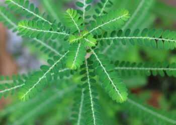 A planta pode combater infecções e proteger o organismo