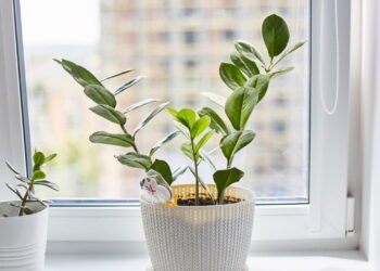 Plantas perfeitas para deixar sua cozinha mais bonita e sem complicação