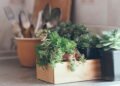 Plantas perfeitas para deixar sua cozinha mais bonita e sem complicação
