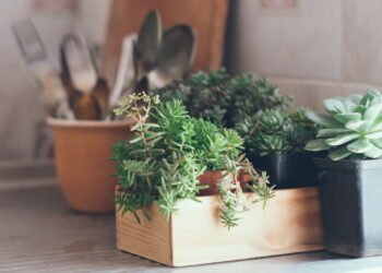 Plantas perfeitas para deixar sua cozinha mais bonita e sem complicação