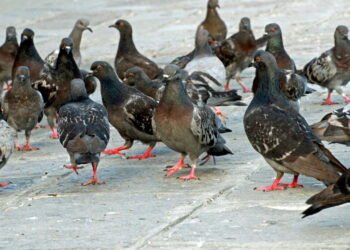 Dicas práticas para manter Pombos longe de casa definitivamente