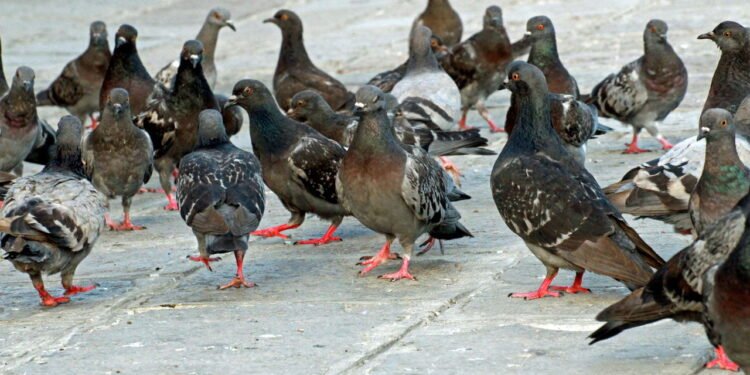 Pombos - Créditos: depositphotos.com / ChiccoDodiFC