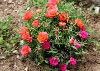 Dicas para plantar flor das onze horas e manter sempre florida