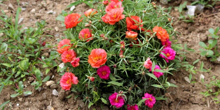 Flor das onze horas - Créditos: depositphotos.com / hecos