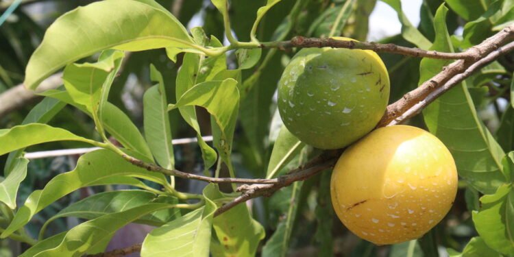 Fruta Abiu - Créditos: depositphotos.com / Jahidul Islam