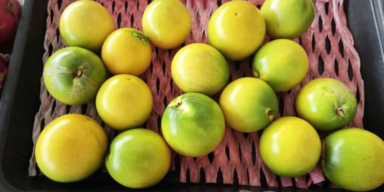 Fruta Abiu – Créditos: depositphotos.com / sweemingyoung