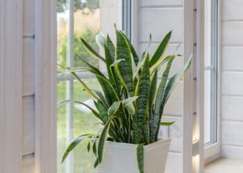 A inveja passa longe com essa planta que você pode ter em casa