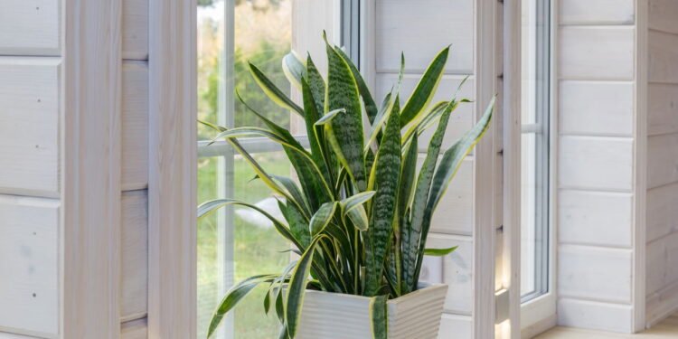 A inveja passa longe com essa planta que você pode ter em casa